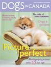 Dogs in Canada, April 2008 - CH Pomamania s Cobalt (Cooper):  Photograph by Suzanne Bird