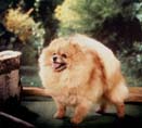 CH Sunnyvale's Tonya (Lady)