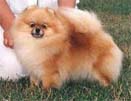 CH Pomamania's Munchkin