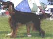 CH Hilloch's Bailey O Maronova CD (Bailey)