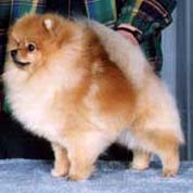 MULTI BISS CAN/AM CH Pomamania's Buba Licious (Buba)