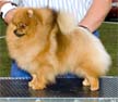 CH Pomamania's Fancy Pants (Fancy)