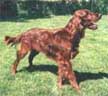 Hilloch's Quail Point (Goldie)