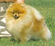 CH Pomamania's Jack O Lantern (Jackie)