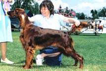 CH Hilloch's Irish Impulse (Jody)