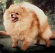 CH Sunnyvale's Tonya (Lady)