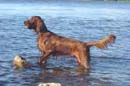 Hilloch's Max Cardinal Leger (Max)