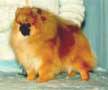 BPIS CH Pomamania's Miny Pearl (Miny)
