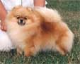 CH Pomamania's Munchkin (Munchkin)