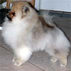 Pomamania's Niki (Niki)