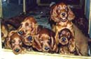 Hilloch Puppy Pics