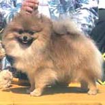 CH Pomamania's Ringo (Ringo)