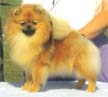 CH Pomamania's Patricia Dawn (Tricia)